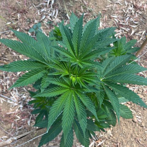 San Miguel growlog timeline photo