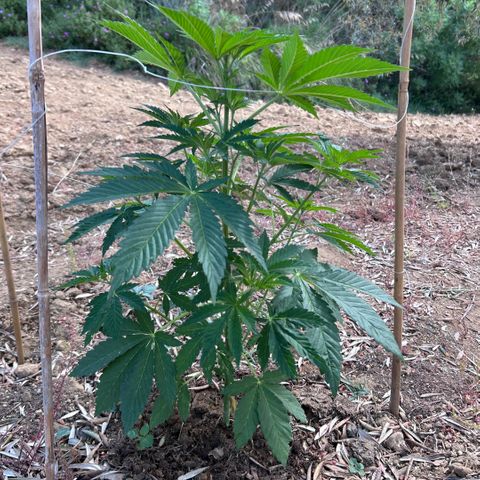 San Miguel growlog timeline photo