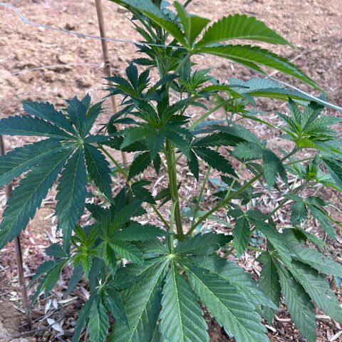 San Miguel growlog timeline photo