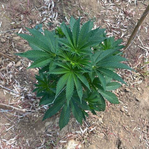 San Miguel growlog timeline photo