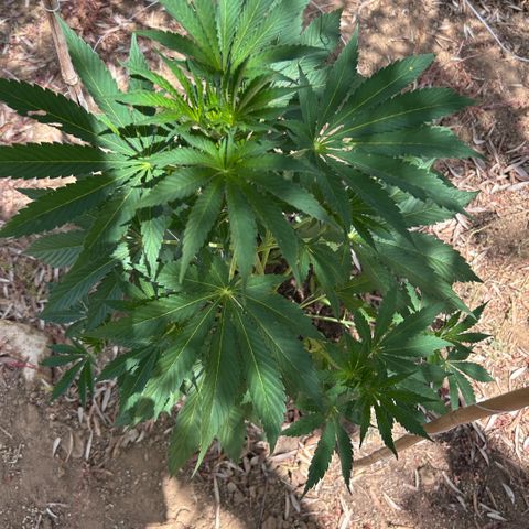 San Miguel growlog timeline photo