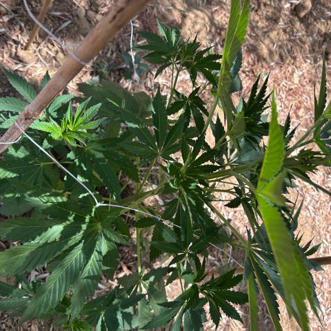 San Miguel growlog timeline photo