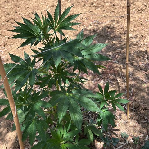 San Miguel growlog timeline photo