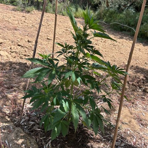 San Miguel growlog timeline photo