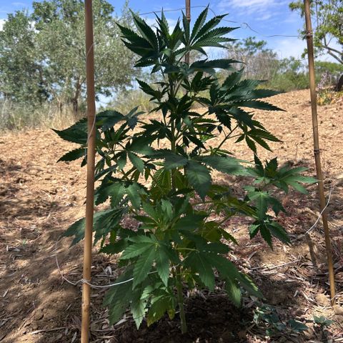 San Miguel growlog timeline photo