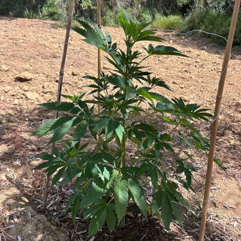San Miguel growlog timeline photo