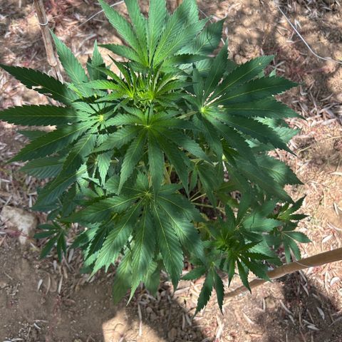 San Miguel growlog timeline photo