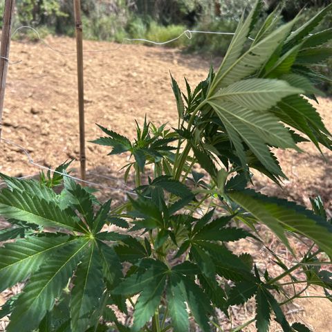 San Miguel growlog timeline photo