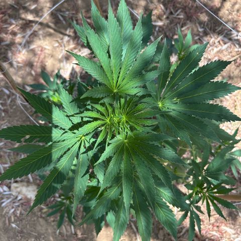 San Miguel growlog timeline photo