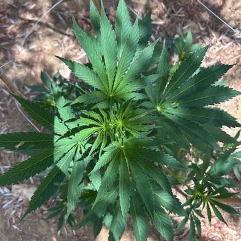 San Miguel growlog timeline photo