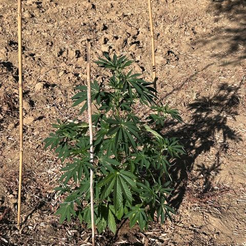San Miguel growlog timeline photo