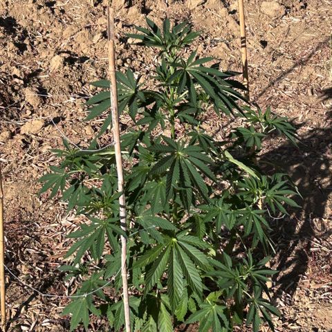 San Miguel growlog timeline photo