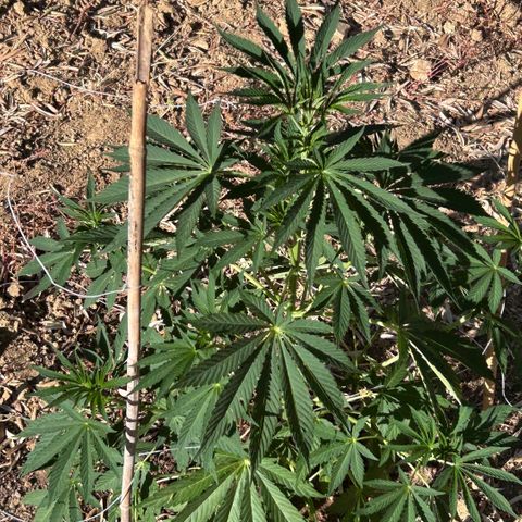 San Miguel growlog timeline photo