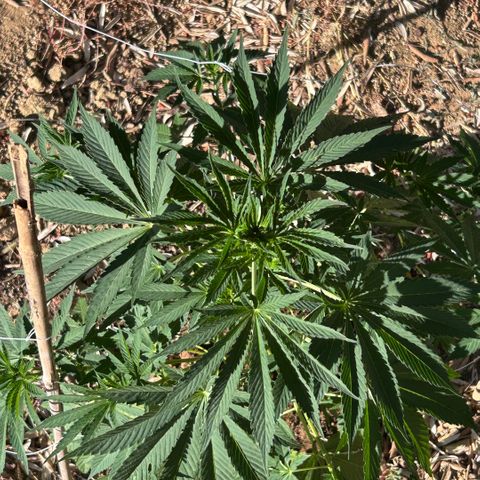 San Miguel growlog timeline photo