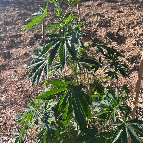 San Miguel growlog timeline photo