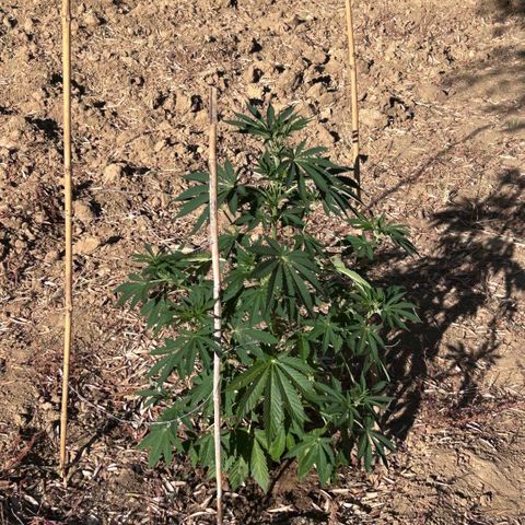 San Miguel growlog timeline photo