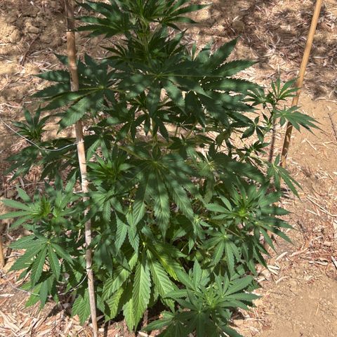 San Miguel growlog timeline photo