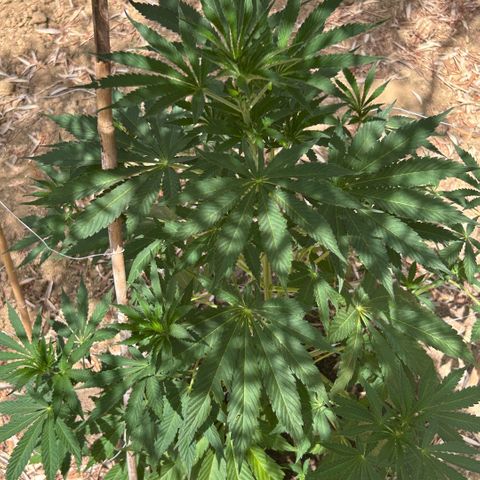 San Miguel growlog timeline photo