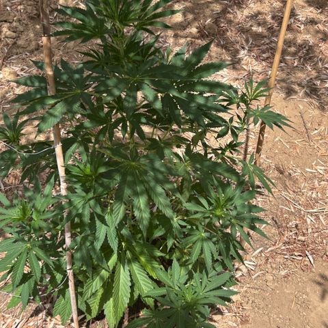 San Miguel growlog timeline photo