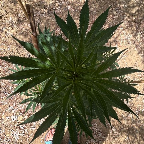San Miguel growlog timeline photo