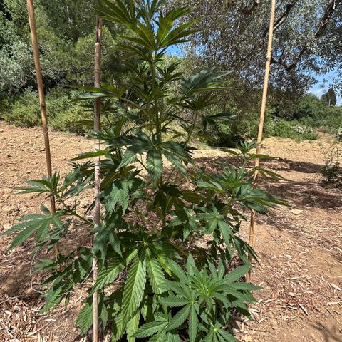 San Miguel growlog timeline photo
