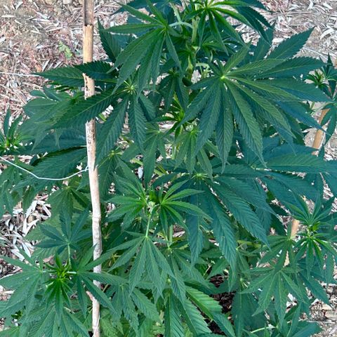 San Miguel growlog timeline photo