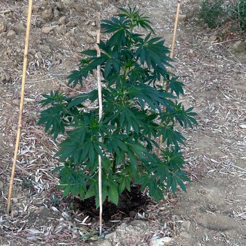 San Miguel growlog timeline photo