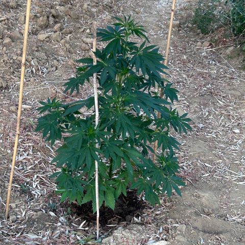San Miguel growlog timeline photo