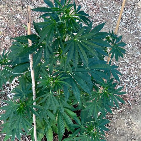 San Miguel growlog timeline photo