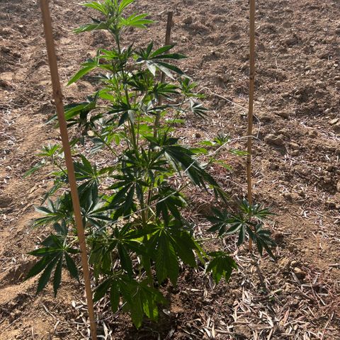 San Miguel growlog timeline photo
