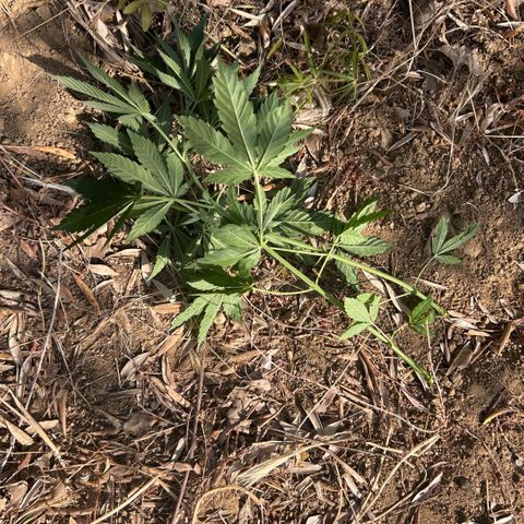 San Miguel growlog timeline photo