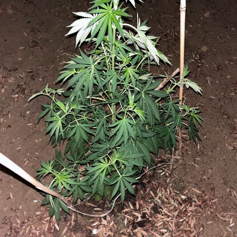 San Miguel growlog photo: Post grandine e 3 giorni di pioggia senza bio Grow 