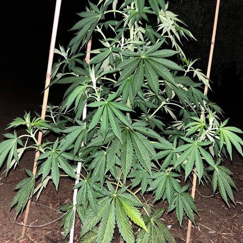 San Miguel growlog photo: Post grandine e 3 giorni di pioggia senza bio Grow 