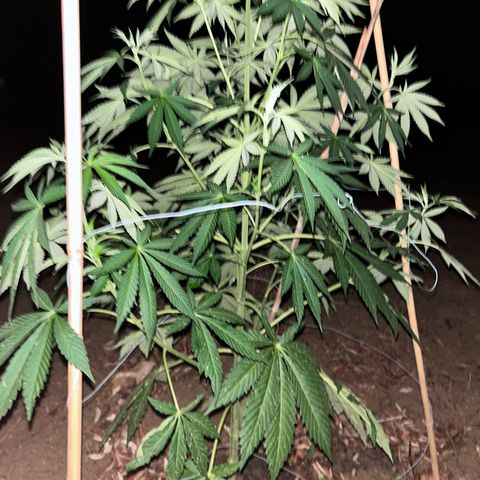 San Miguel growlog photo: Post grandine e 3 giorni di pioggia senza bio Grow 