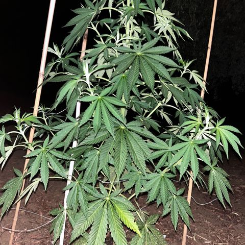 San Miguel growlog photo: Post grandine e 3 giorni di pioggia senza bio Grow 
