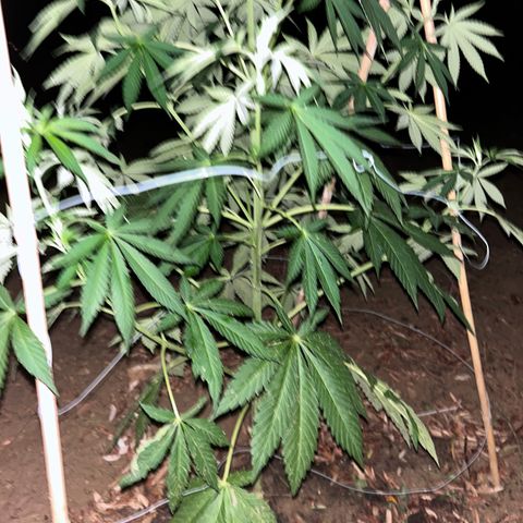 San Miguel growlog photo: Post grandine e 3 giorni di pioggia senza bio Grow 