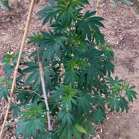 San Miguel growlog timeline photo