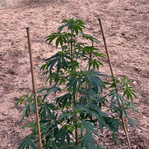 San Miguel growlog timeline photo