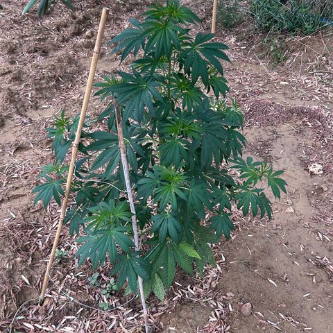 San Miguel growlog timeline photo