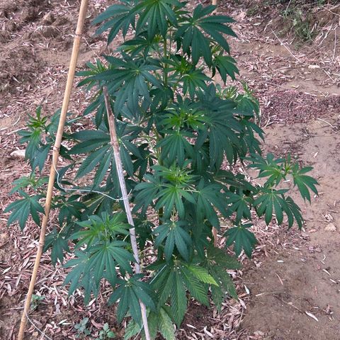 San Miguel growlog timeline photo