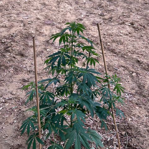 San Miguel growlog timeline photo