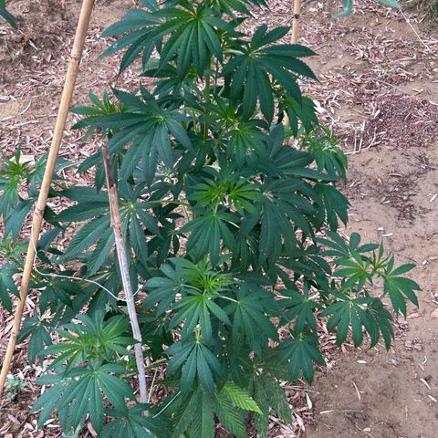 San Miguel growlog timeline photo