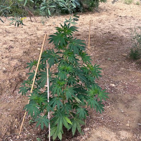 San Miguel growlog timeline photo