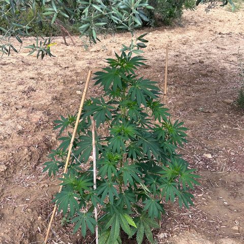 San Miguel growlog timeline photo