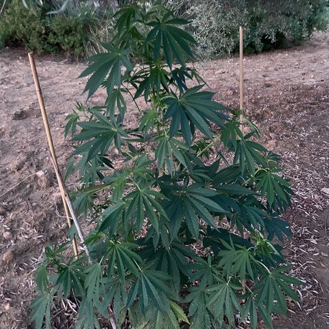 San Miguel growlog timeline photo