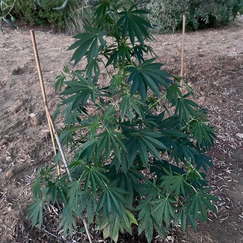 San Miguel growlog timeline photo