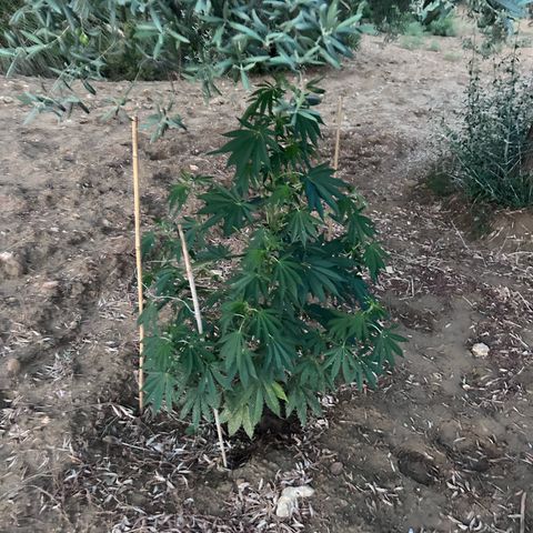 San Miguel growlog timeline photo
