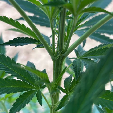 San Miguel growlog timeline photo