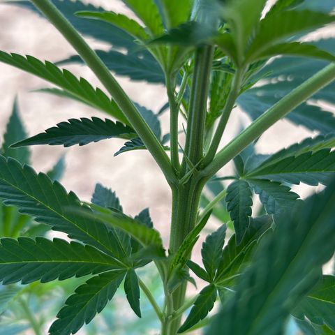 San Miguel growlog timeline photo