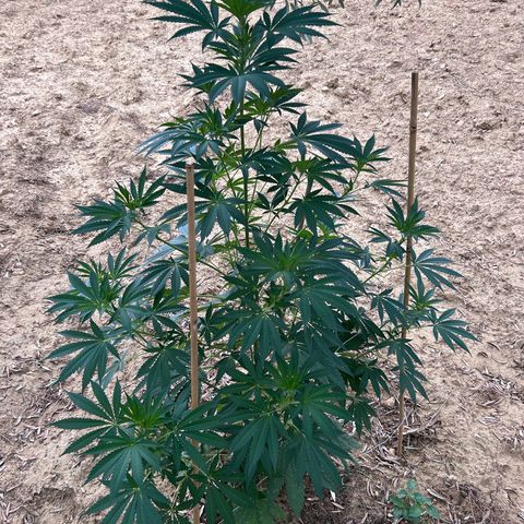 San Miguel growlog timeline photo